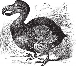 Sketch of a dodobird