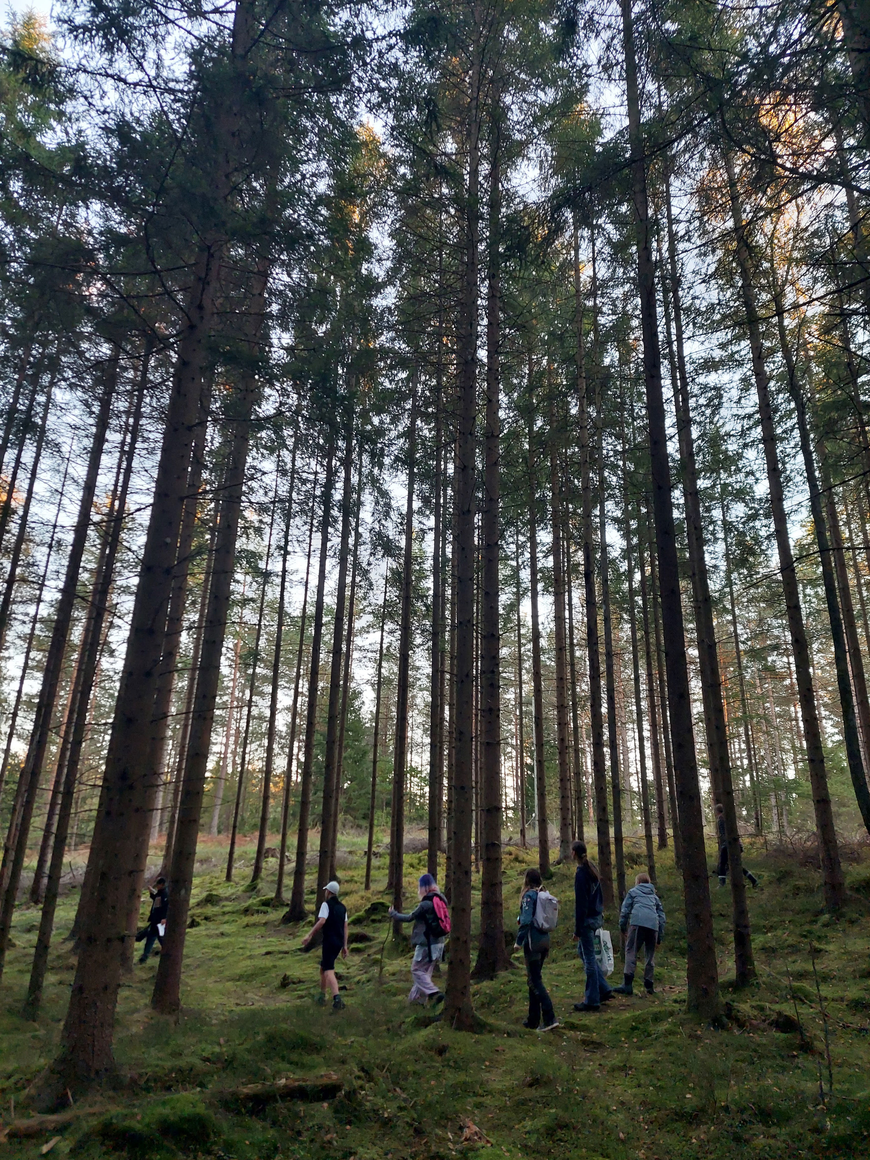A group of people walking through a dense forest of tall pine trees on a mossy ground during daylight.