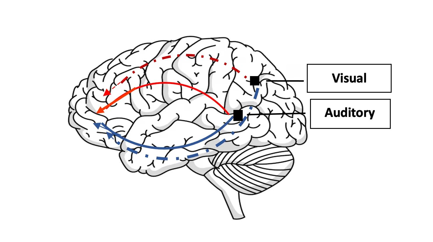 Illustration of the brain showing visual and auditory pathways, represented by red and blue arrows connecting different areas of the brain.