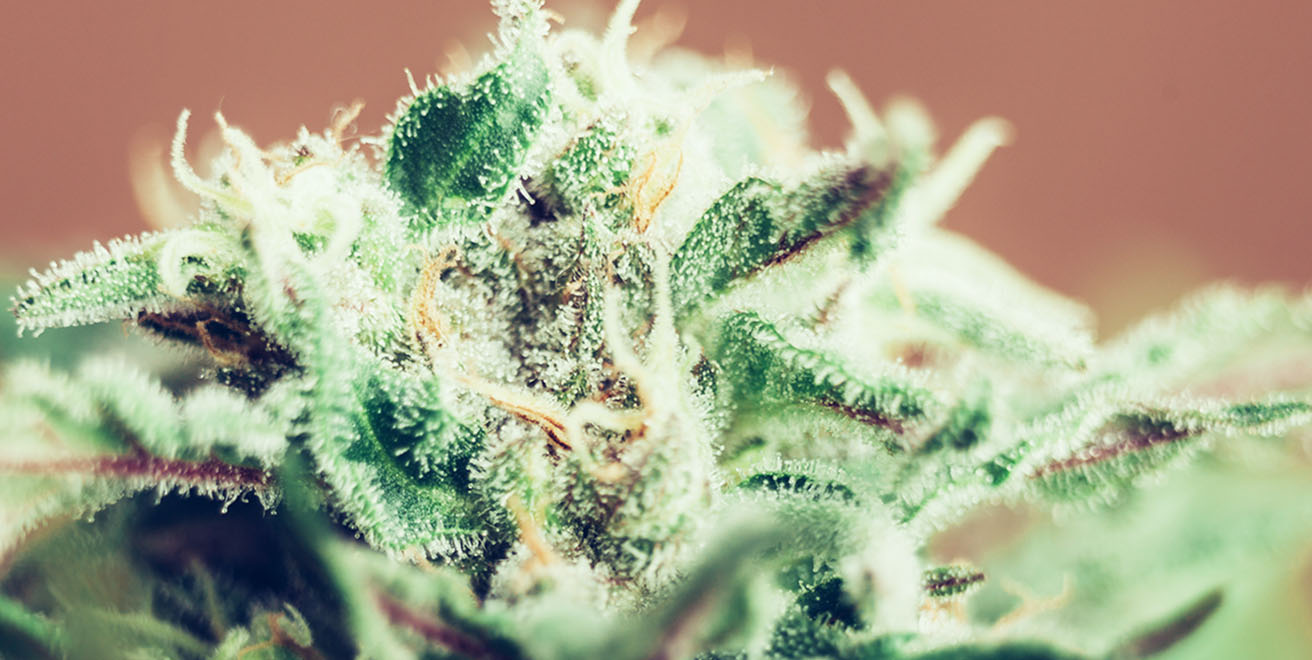 Closeup of Cannabis female plant in flowering phase.