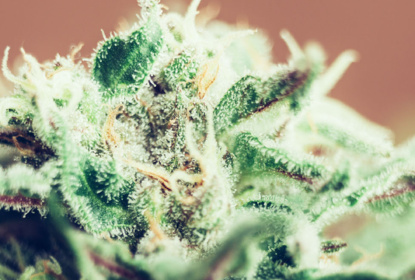 Closeup of Cannabis female plant in flowering phase.