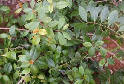 Catha_edulis