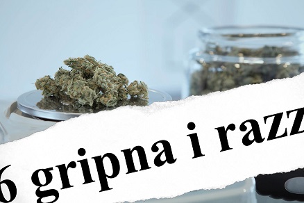 cannabis%20medier