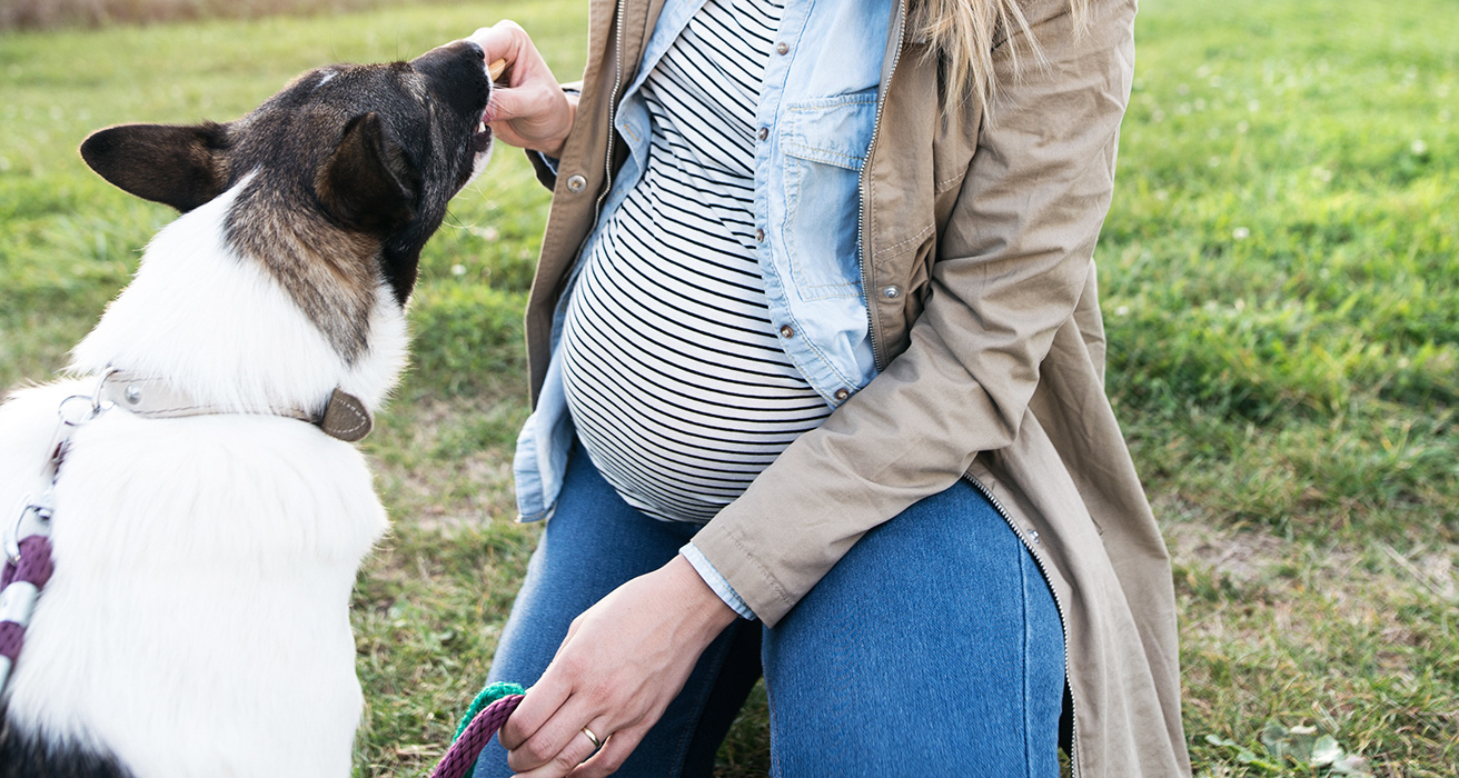 Unrecognizable pregnant woman with dog in green sunny nature