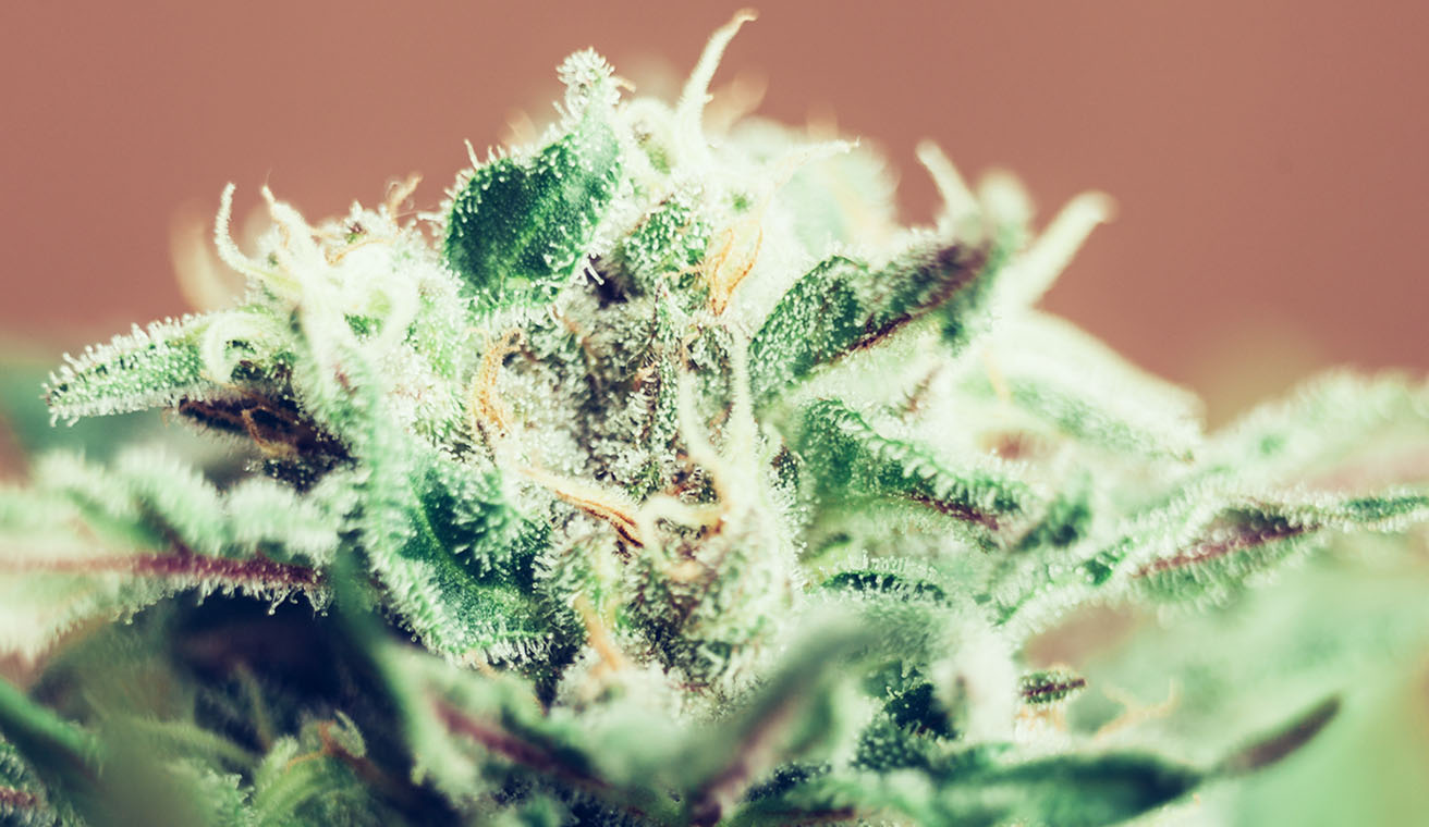 Closeup of Cannabis female plant in flowering phase.