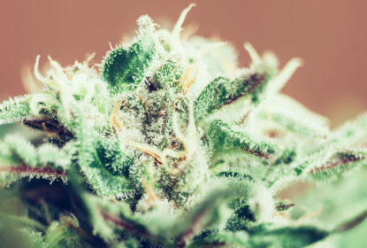 Closeup of Cannabis female plant in flowering phase.