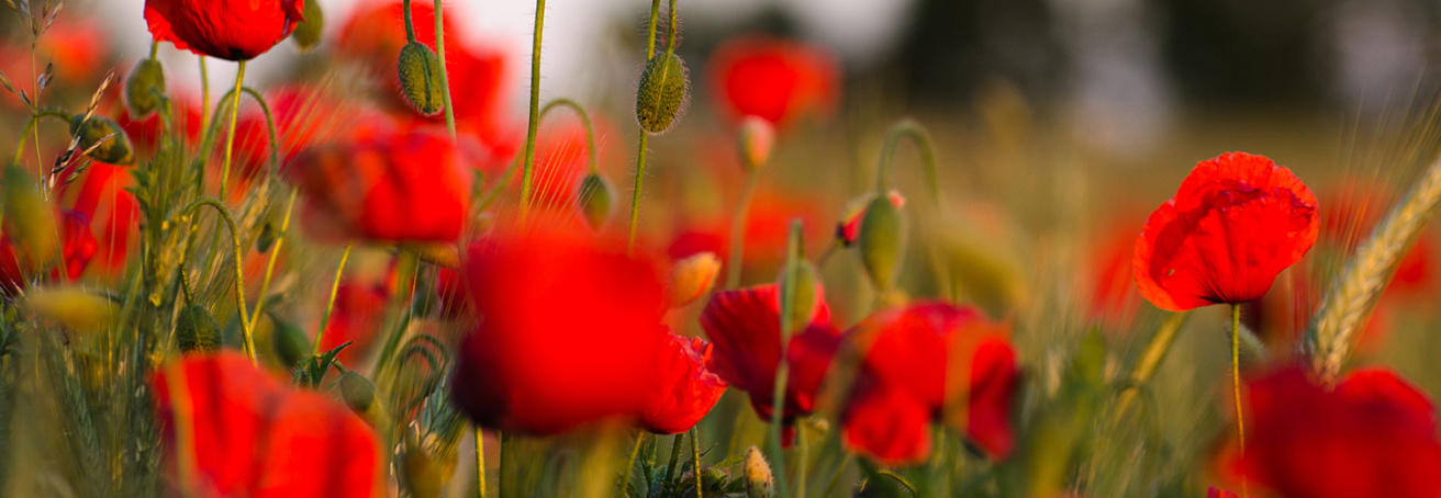 Poppy field