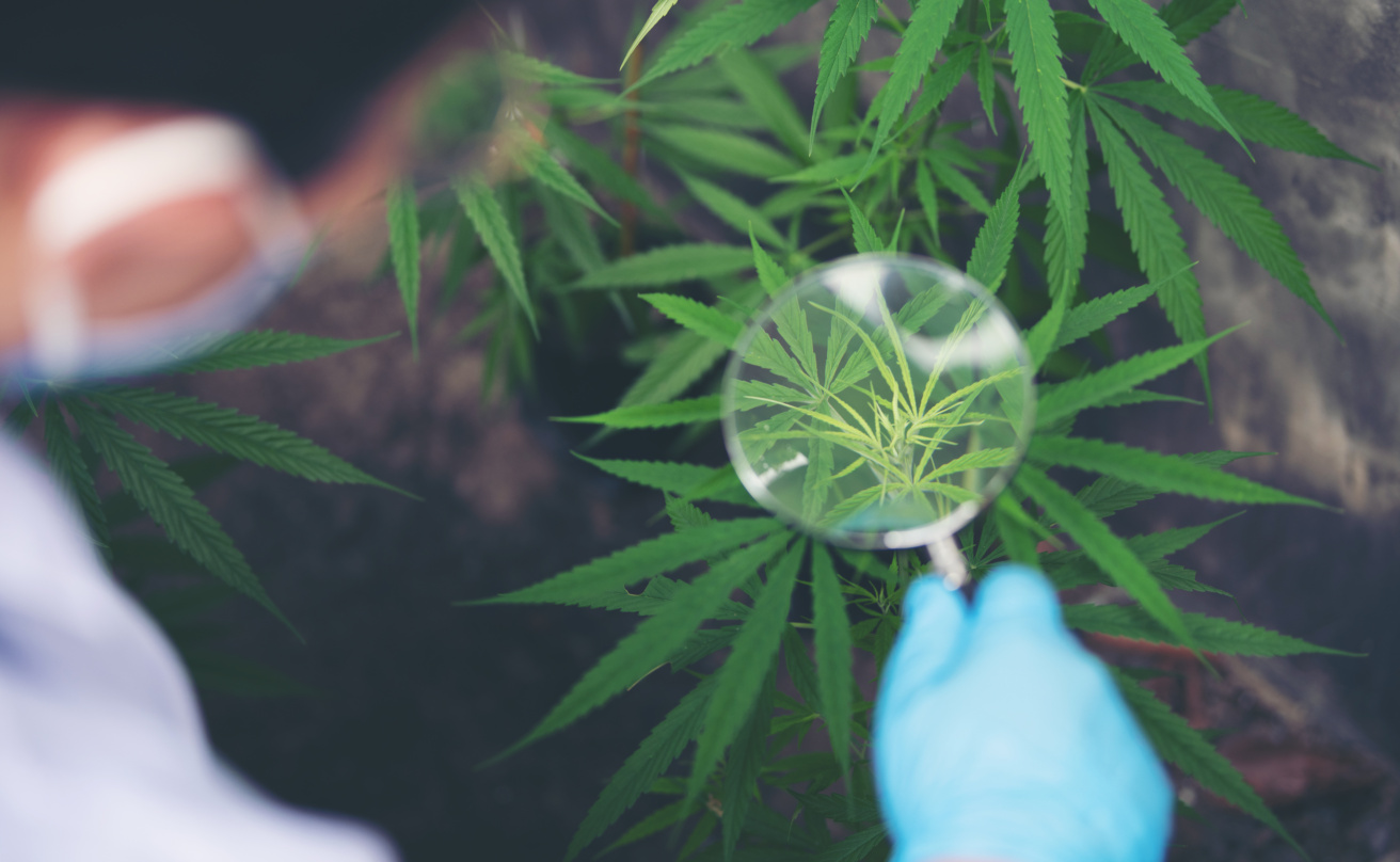 Med tanke på hur livlig cannabisdebatten ofta är, så är det förvånansvärt lite fakta som framförs, oavsett om man förespråkar legalisering eller inte.