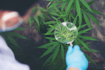 Med tanke på hur livlig cannabisdebatten ofta är, så är det förvånansvärt lite fakta som framförs, oavsett om man förespråkar legalisering eller inte.