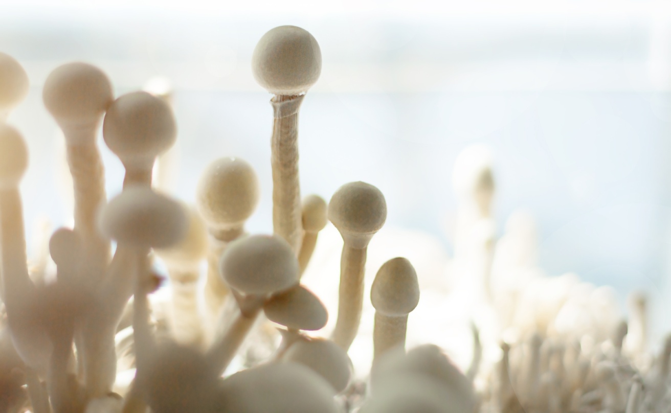 sterile container with the mycelium of psilocybin