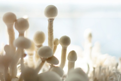 sterile container with the mycelium of psilocybin