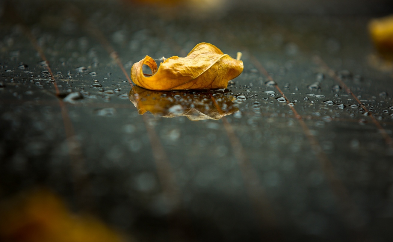 43728577-late-fall-rain-yellow-autumn-leaf-on-black-wet-asphalt