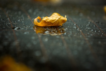 43728577-late-fall-rain-yellow-autumn-leaf-on-black-wet-asphalt