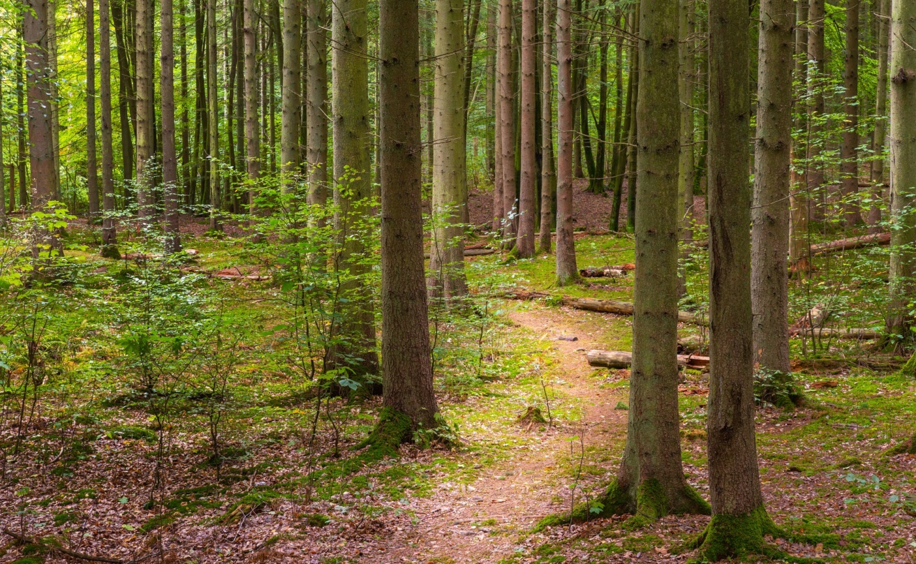 Grön skog med trädstammar och en stig i mitten.