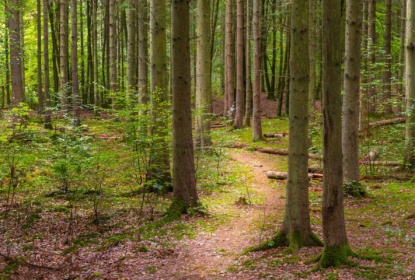 Grön skog med trädstammar och en stig i mitten.